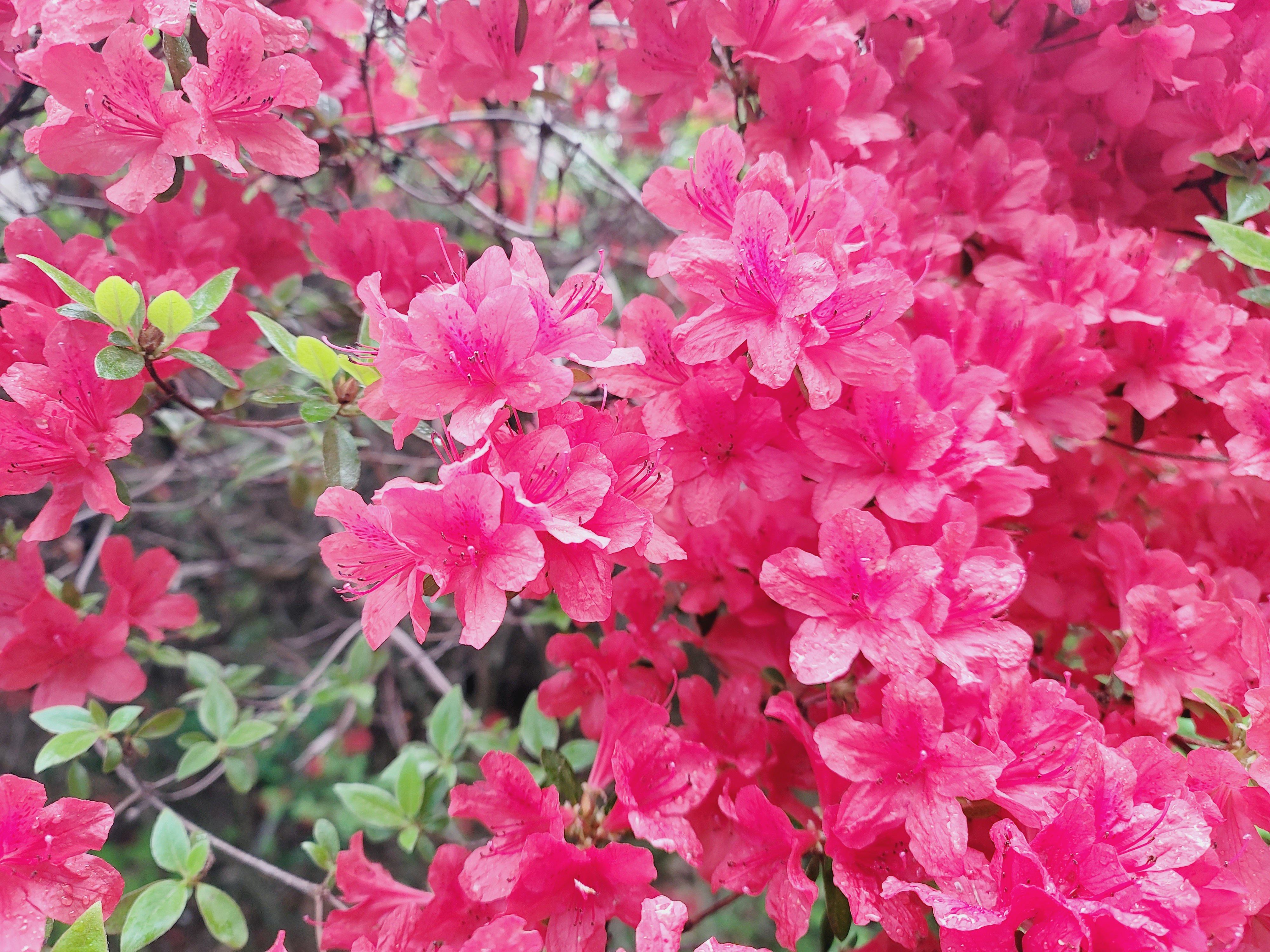 산철쭉 화단접대 12
