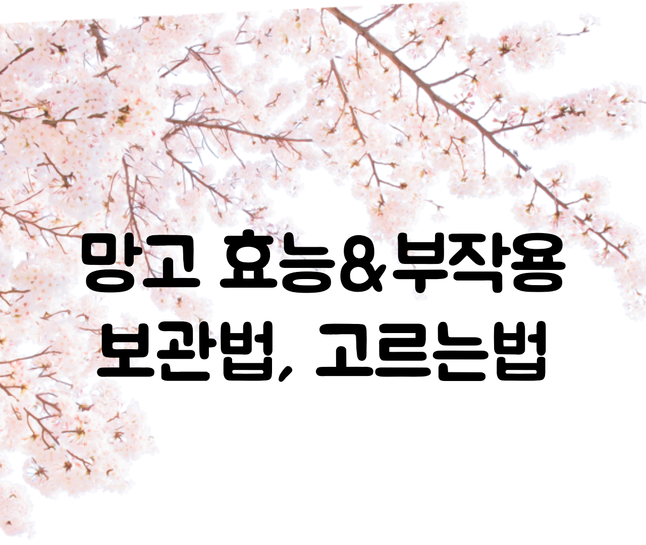  망고 효능 부작용, 보관법