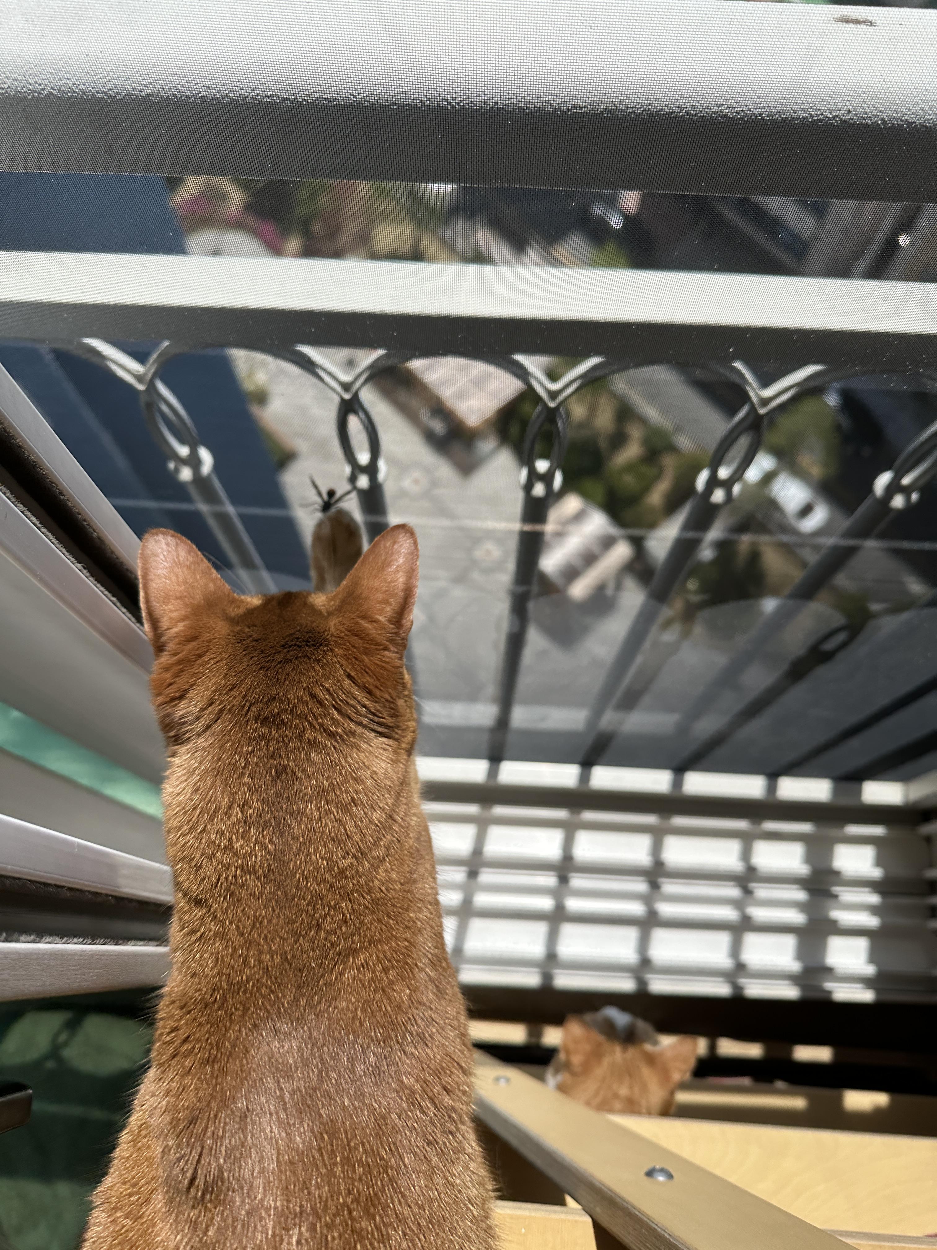 고양이들이 창밖에 벌을 발견했을때 (feat. 루나와 호야의 반응)