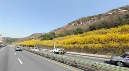 안양천개나리