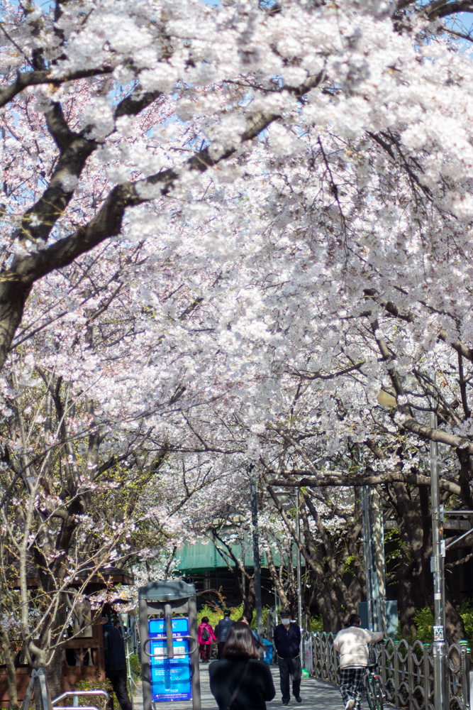 신대방역 벚꽃길