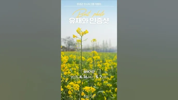 창녕 남지 유채꽃축제 일정 맛집 코스_1