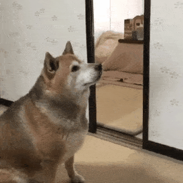  밥 줘.gif