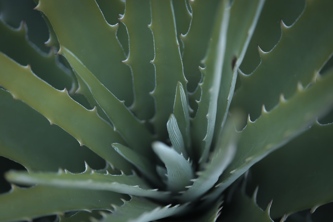 Aloe vera.
