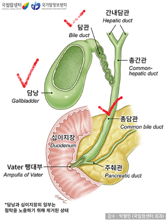 담도