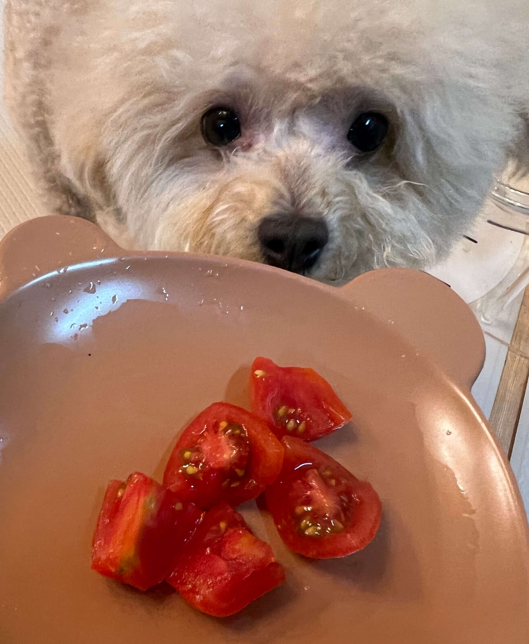 강아지 토마토