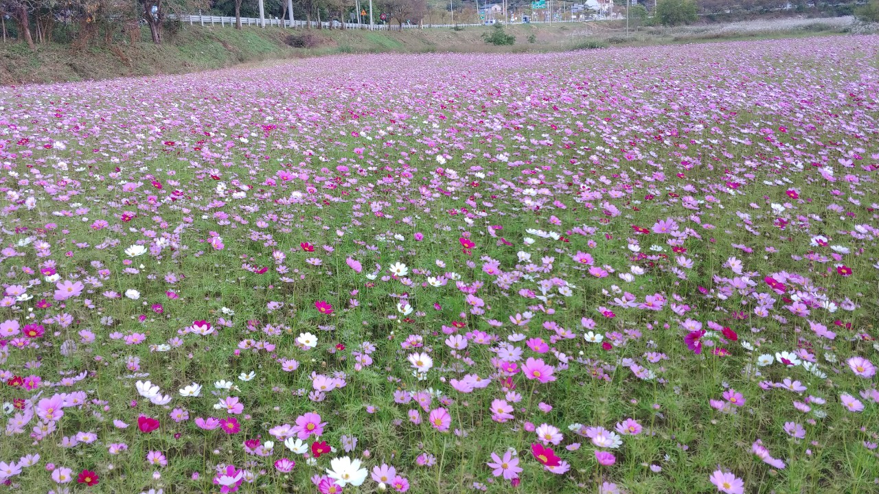 구절초축제