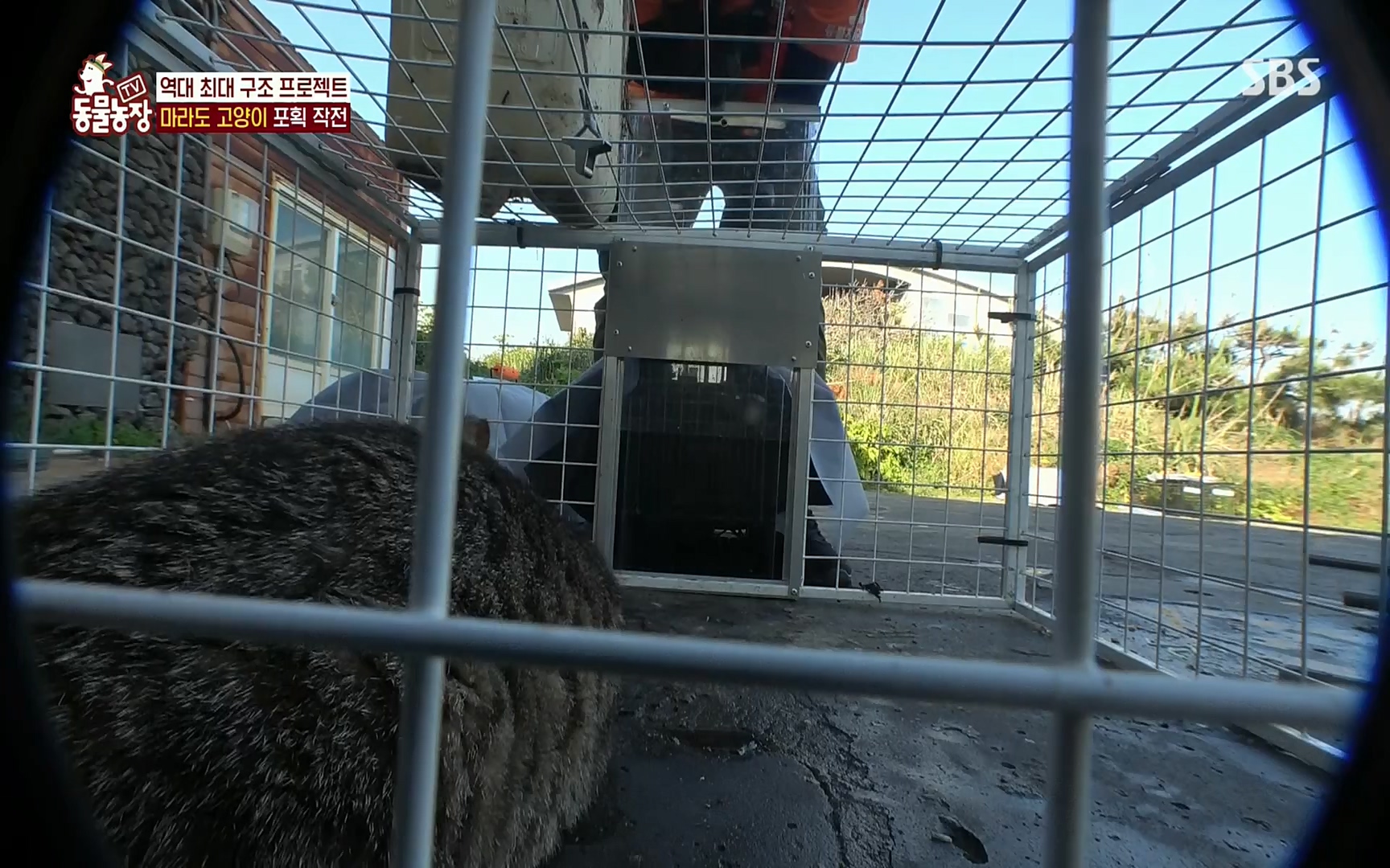 TV 동물농장.E1077.220710p.H264-F1RST.mp4_20220710_175432.054.jpg