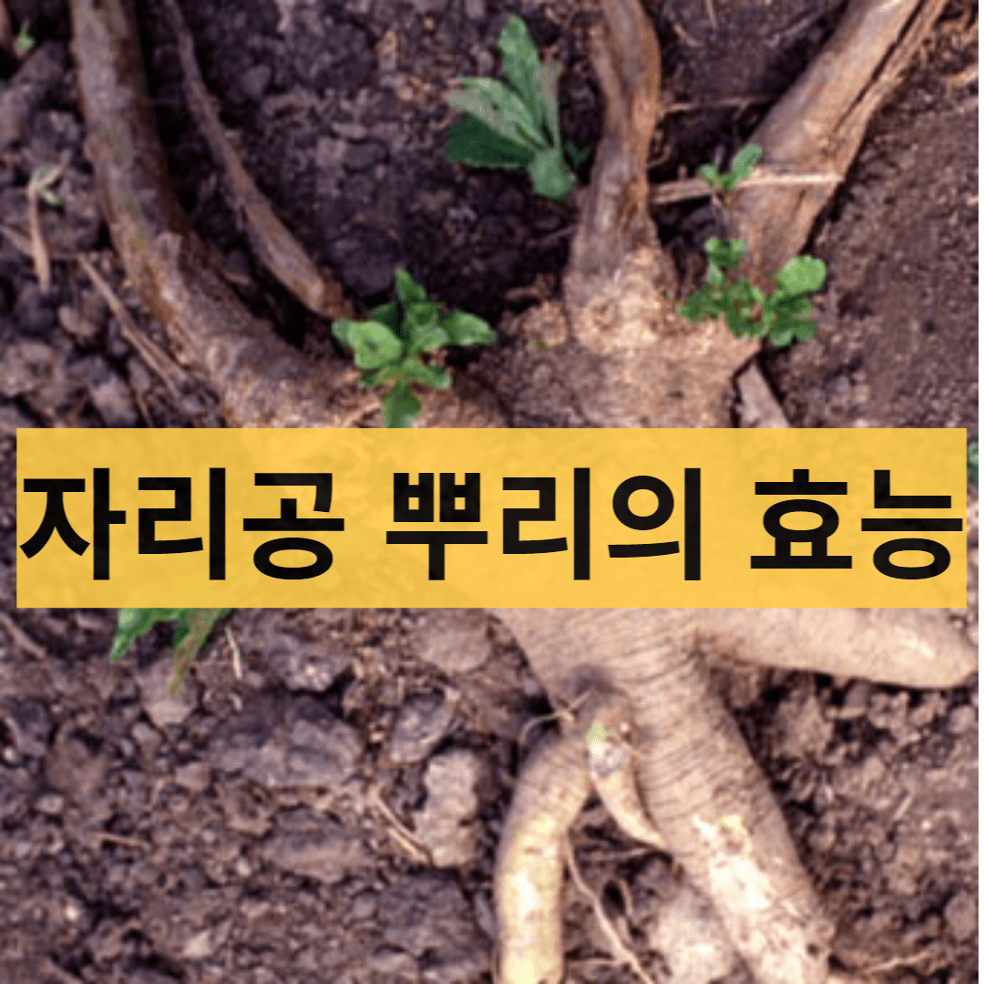  자리공 뿌리의 5가지 효능