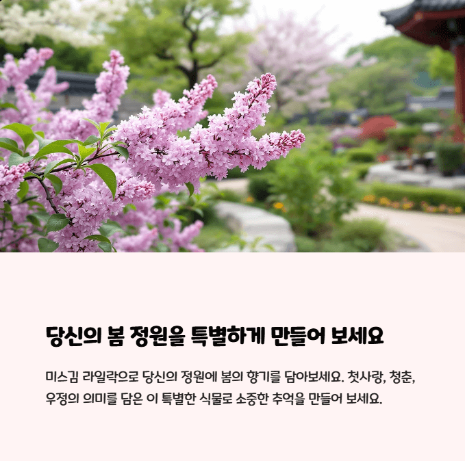 미스김 라일락 키우기