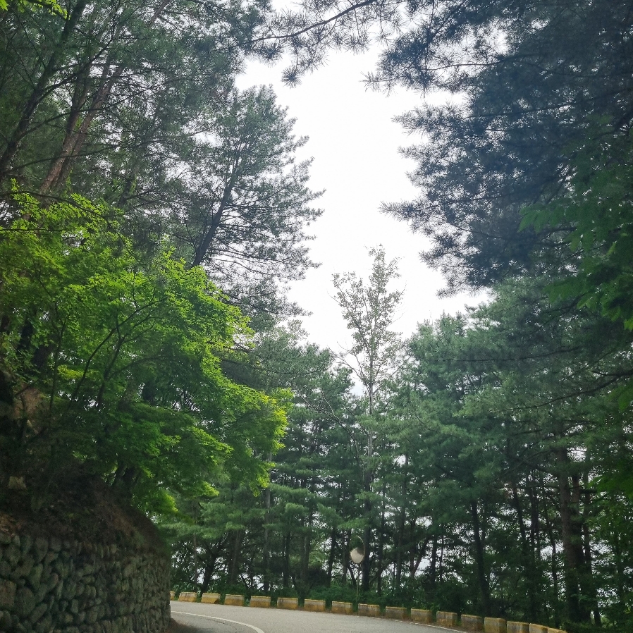 도산서원 가는길