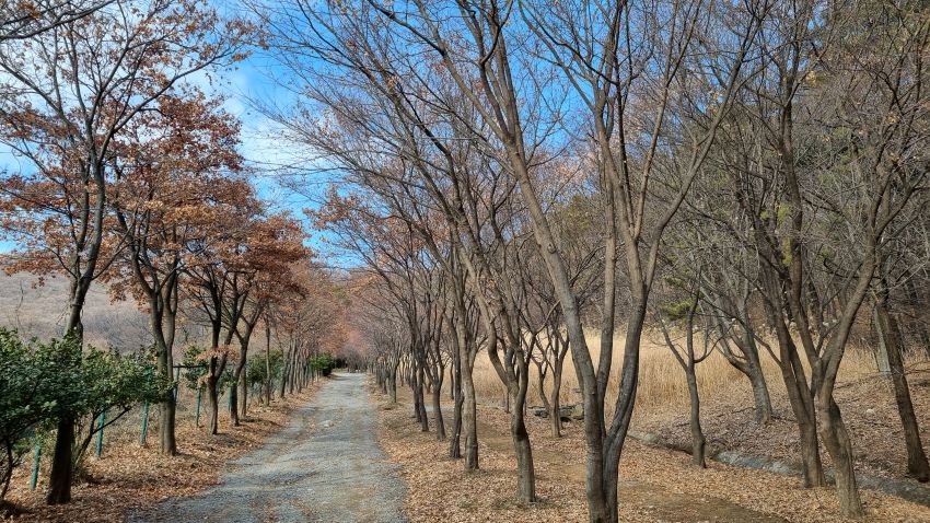 터널을 이루고 있는 단풍나무 기로수 숲길&#44; 나무 사이로 푸른 하늘&#44; 우측에 억새밭&#44;