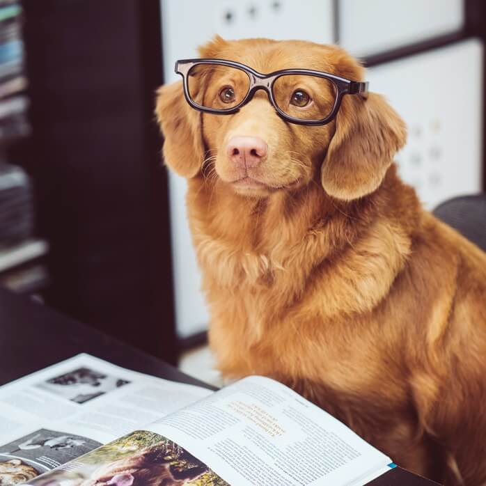 뿔테안경을 쓰고 있는 귀가 큰 누런색 강아지가 잡지책 앞에 앉아있는 모습