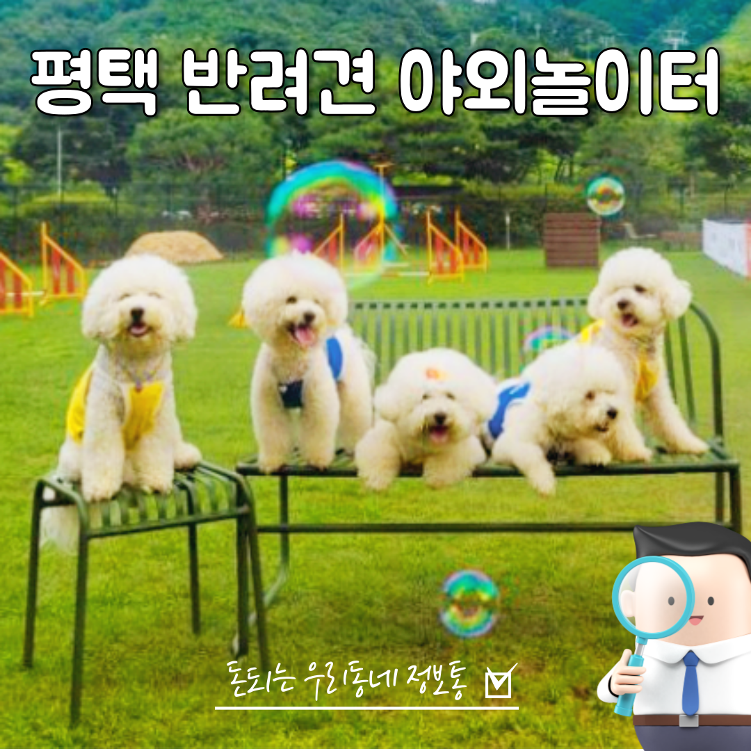  반려견 야외 놀이터 공원 총정리, 목줄 풀고 뛰어 놀수 있는 곳 (평택, 오산, 안성)
