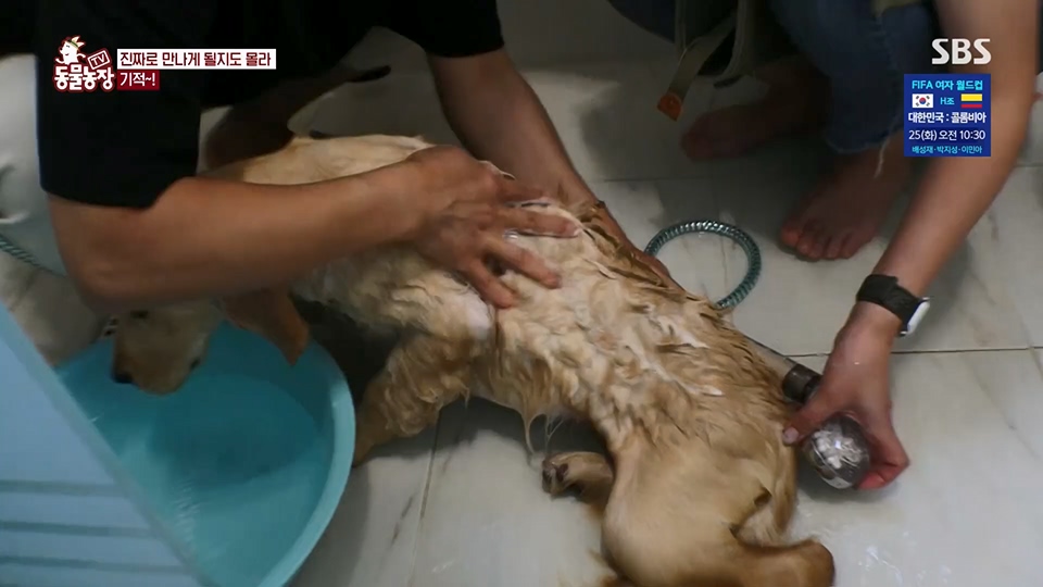 TV 동물농장.E1129.230716p.H264-F1RST.mp4_20230716_183625.597.jpg