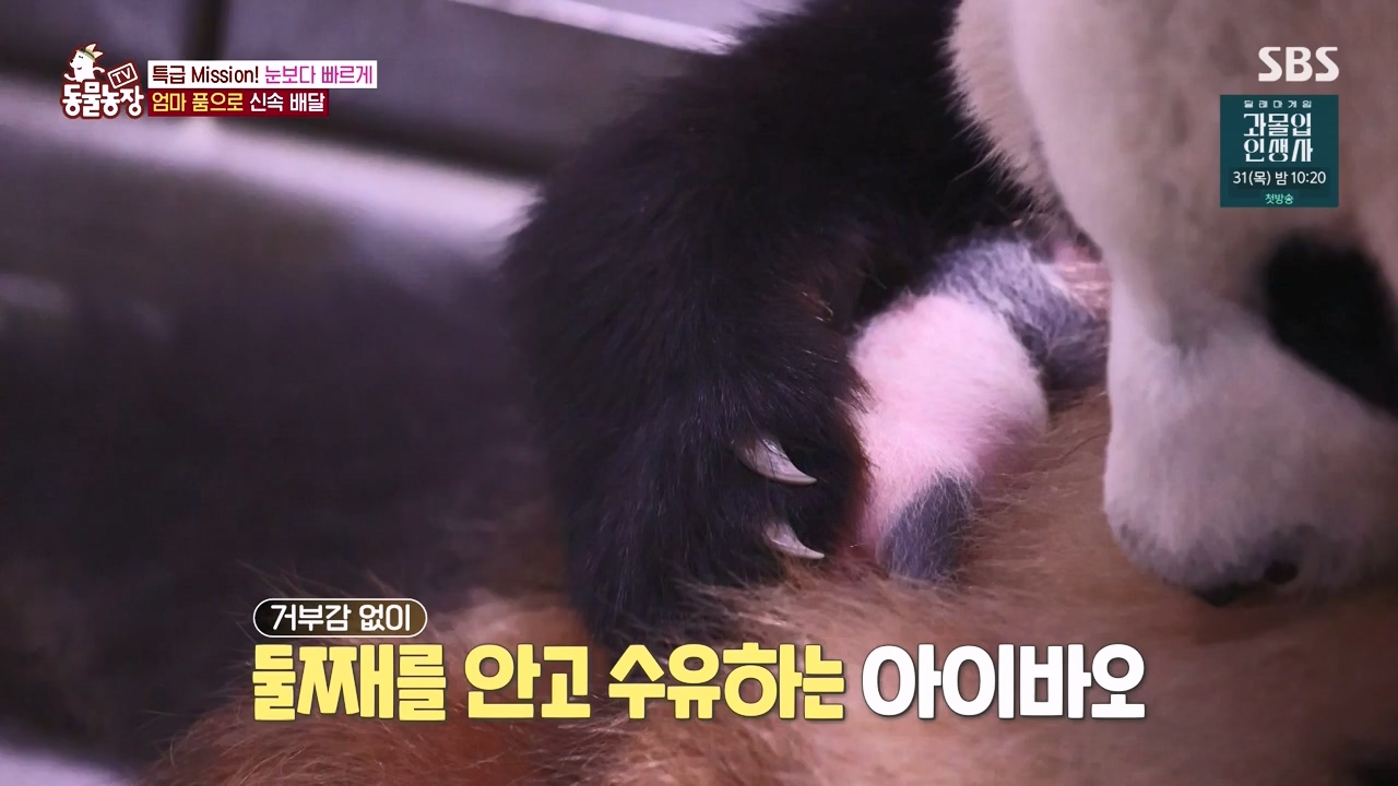 TV 동물농장.E1134.230821p-NEXT.mp4_20230820_193345.935.jpg
