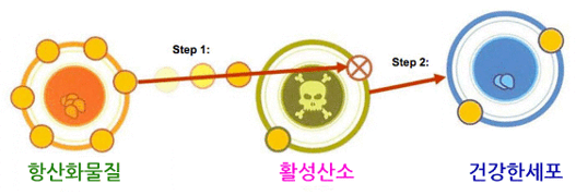 항산화
