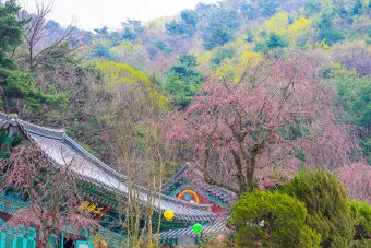 전국 겹벚꽃 명소 베스트 10 관광지_18