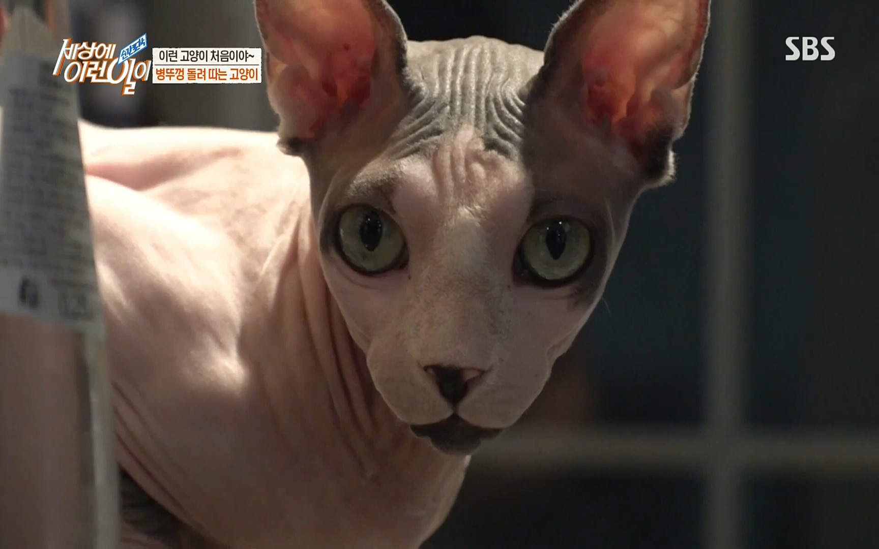 순간포착 세상에 이런일이.E1197p.H264-F1RST.mp4_20220914_202411.980.jpg