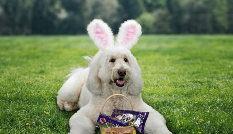 토끼 분장 선발대회 2022년 캐드버리 버니는 VIDEO: English Doodle Therapy Dog Wins the Cadbury National Easter Bunny Conte
