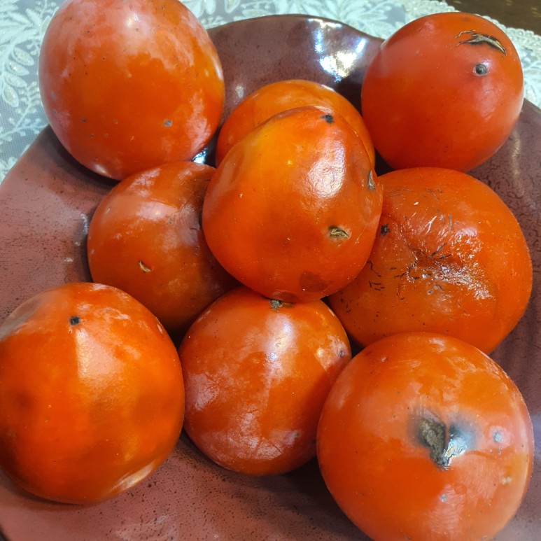 가을 감나무 사진 감나무의 6