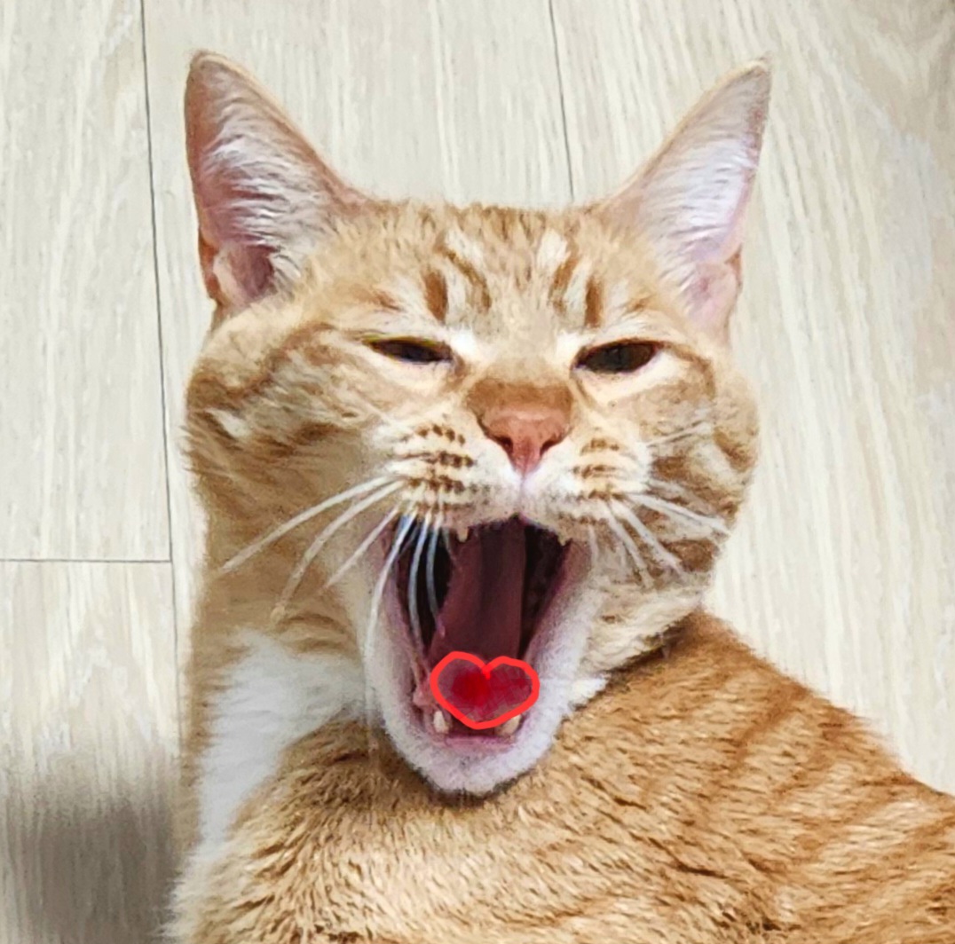 귀여운 핑크젤리 고양이