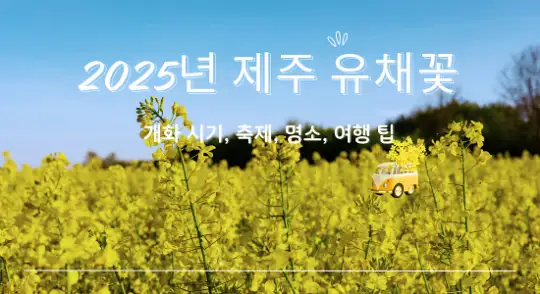 2025년 제주 유채꽃