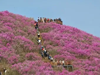천주산 진달래축제 등산코스 맛집_4