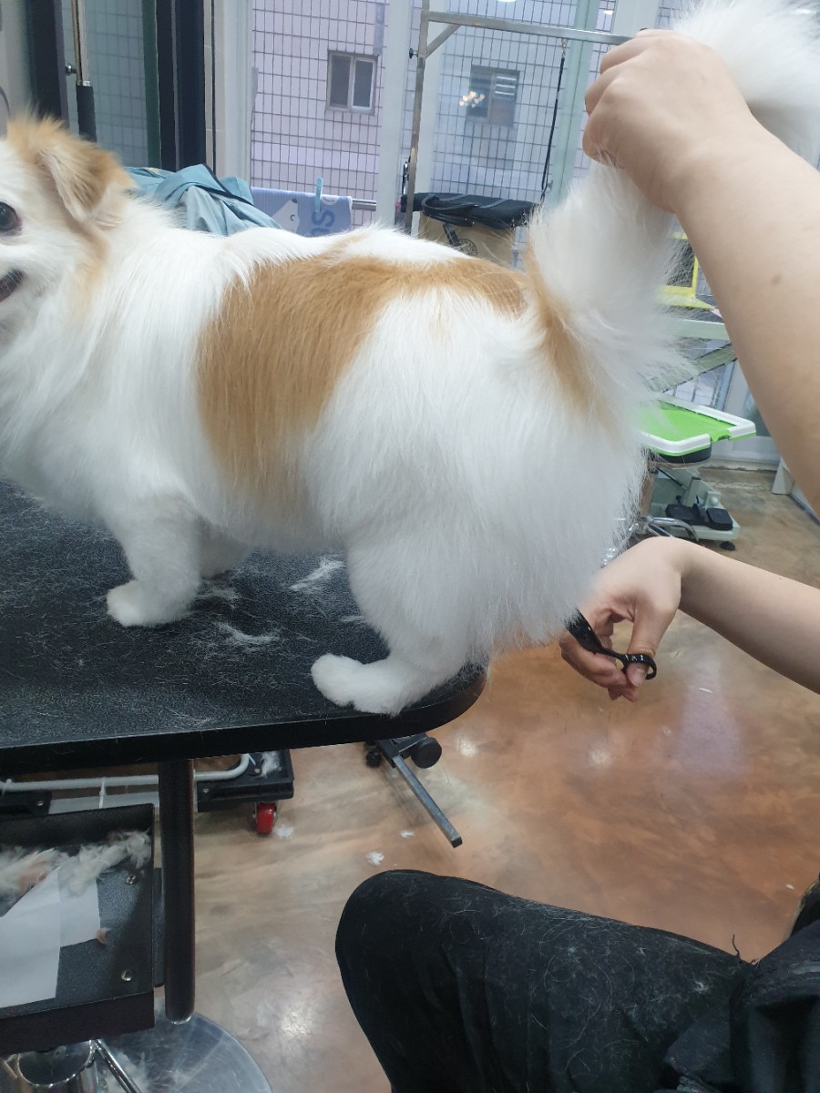 스타일 때문에 고민이시라면?! 블링펫으로~~ 강아지 미용실 5