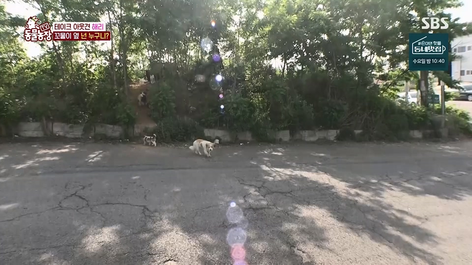 TV 동물농장.E1124.230611p.H264-F1RST.mp4_20230611_173534.512.jpg