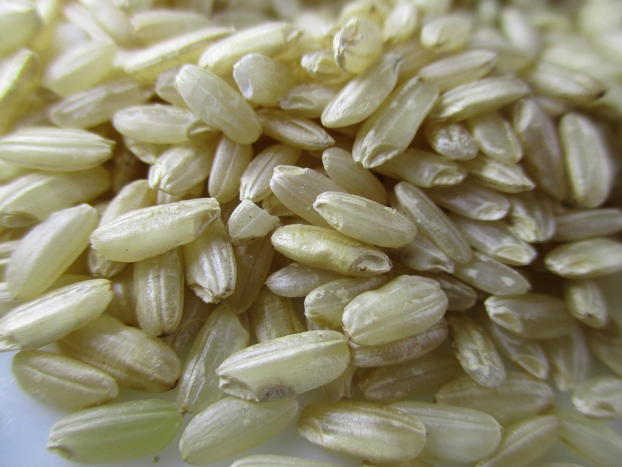 rice-2351272_1280.jpg