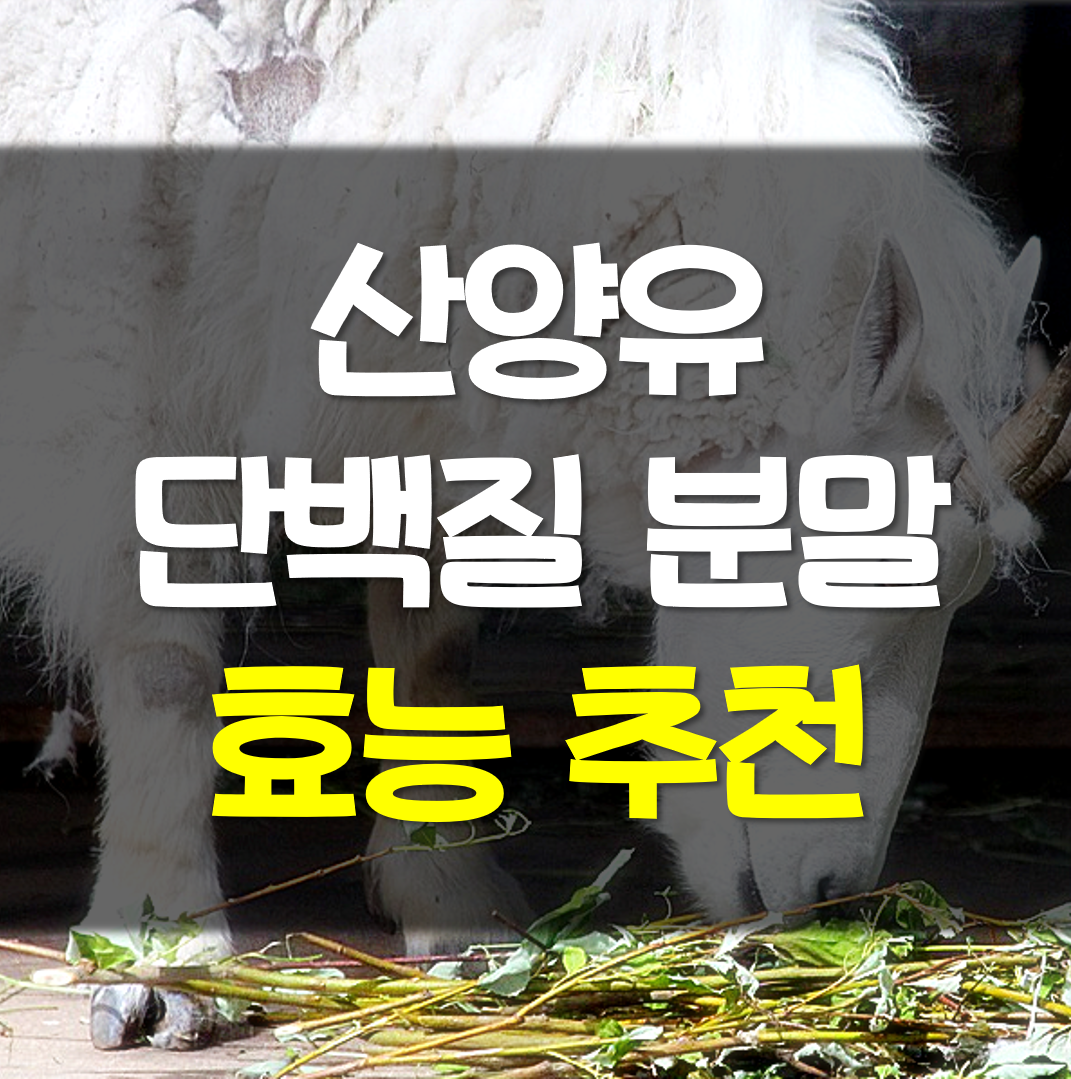  산양유 단백질 분말 추천 효능