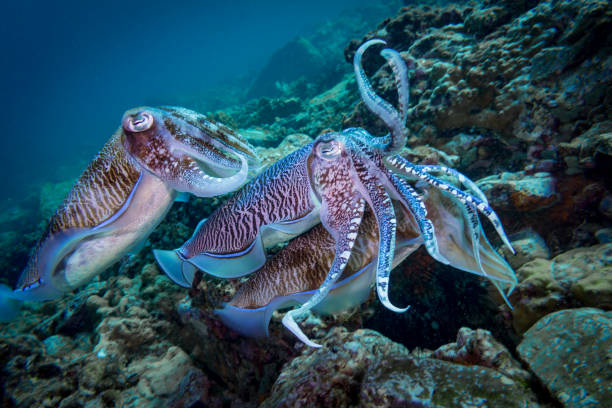 오징어(鱿魚&#44; Squid)에 대한 이해&#44; 비밀 및 12가지 효능