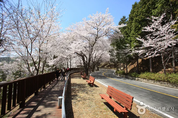 진해 군항제 사진 명소 추천 5곳