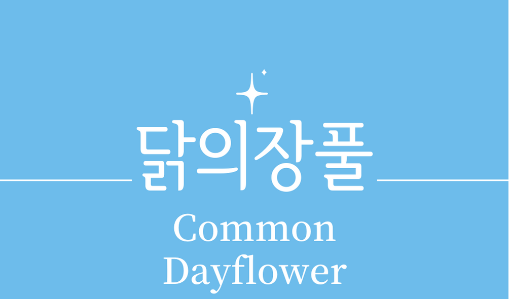 &#39;닭의장풀(Common Dayflower)&#39;