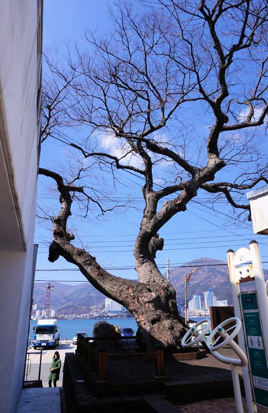 느티나무마을 이미지