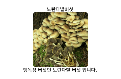 노란다발버섯 사진 독버섯