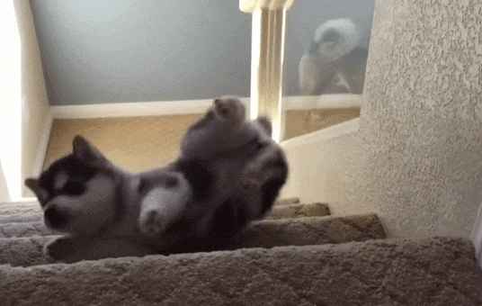 20분만에 힐링되는 강아지 귀요미들 VIDEO: 20 Minutes of Adorable Puppies