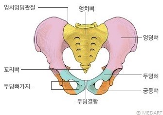 급성고환염
두덩뼈