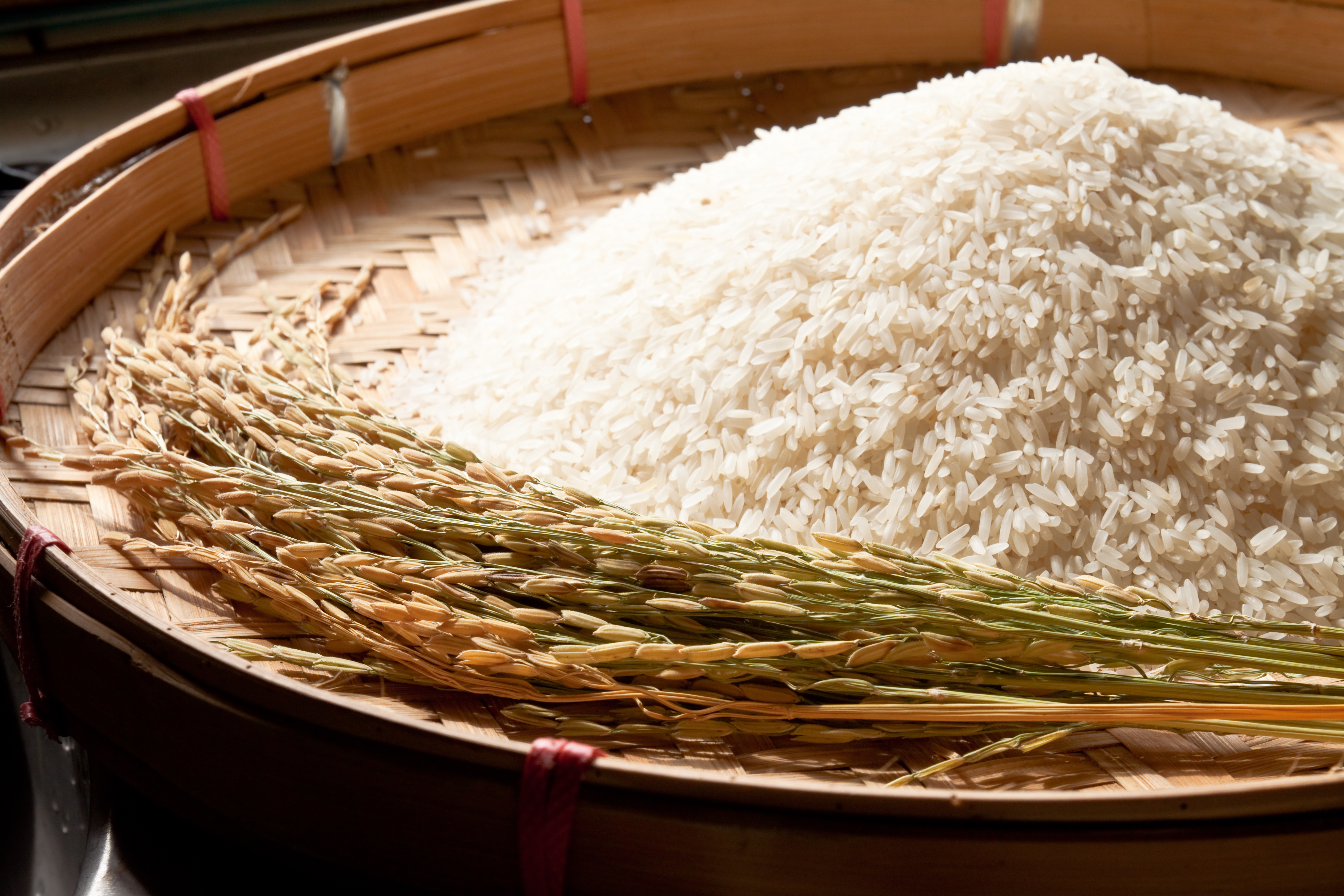 야생에서 채취를 한 벼와 벼의 껍질을 벗겨서 속에 하얀 알맹이만 빼낸 쌀을 나무로 만든 동그란 소쿠리에 같이 수북하게 쌓아놓고 찍은 사진