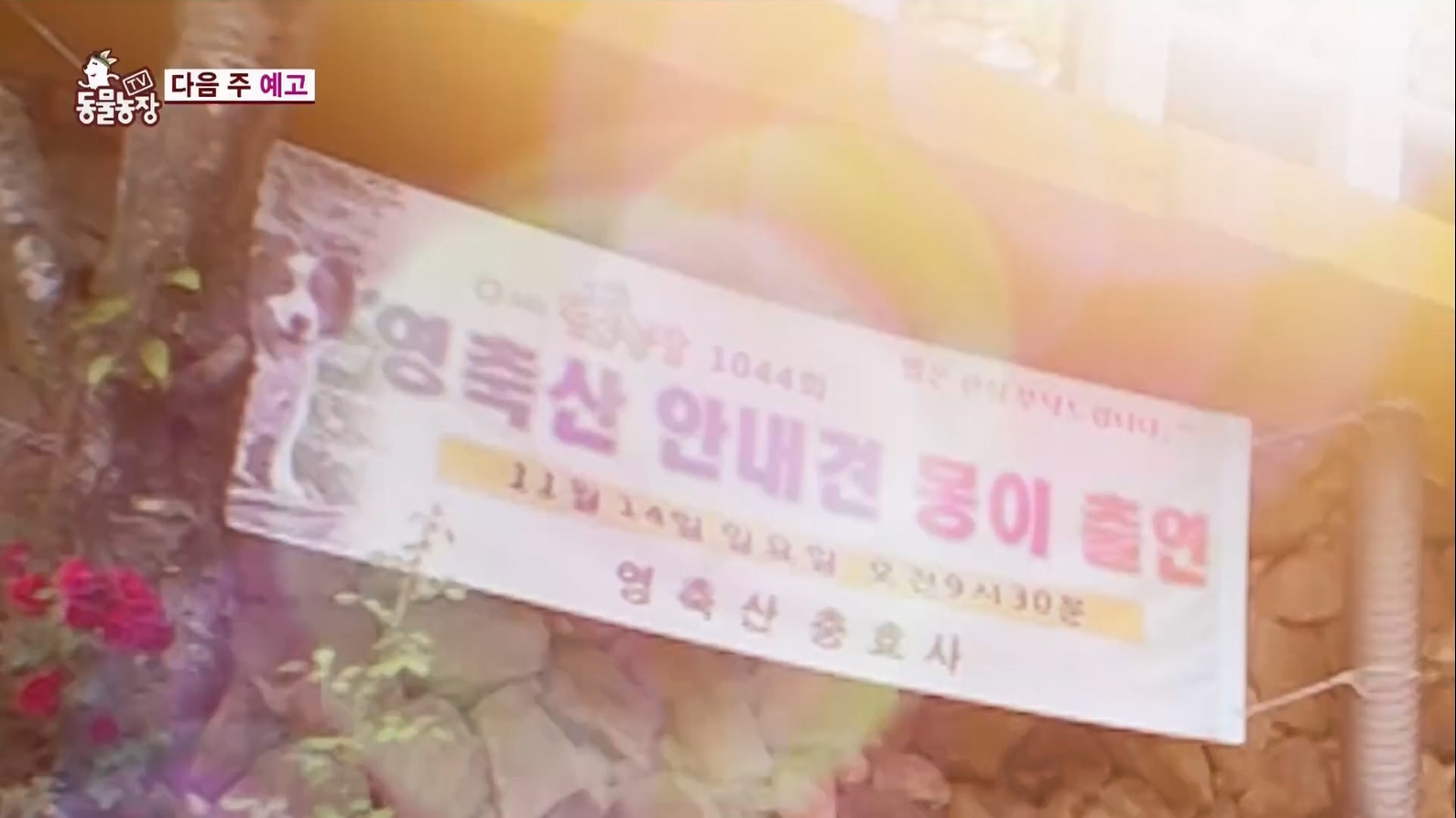 TV 동물농장.E1127.230702p.H264-F1RST.mp4_20230704_212718.356.jpg