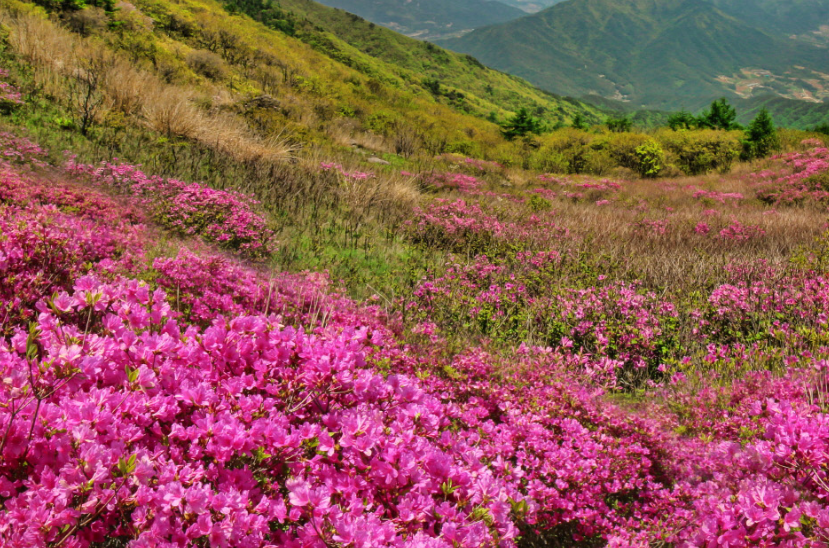 지리산 철쭉