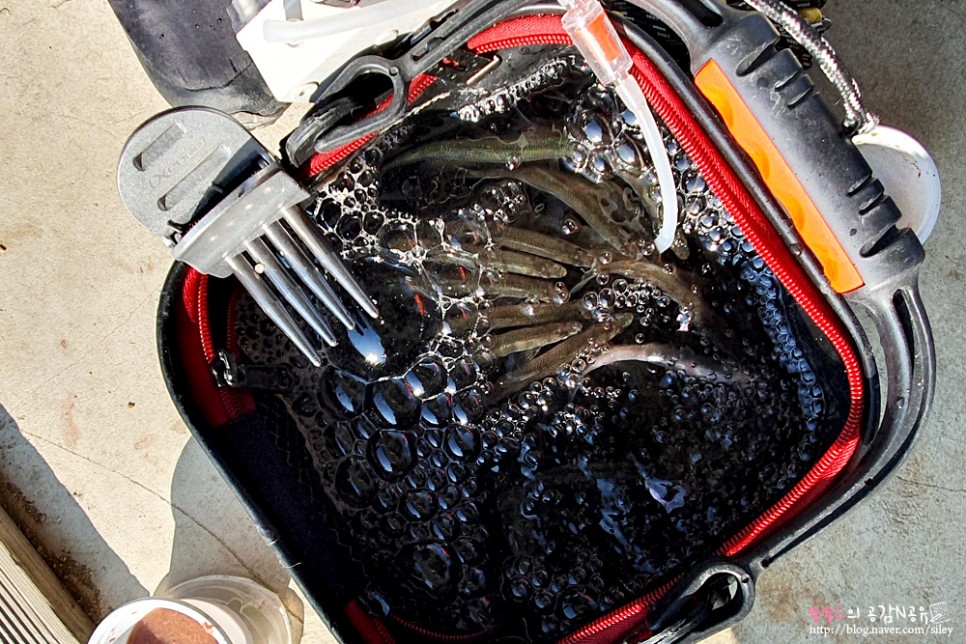 손맛느끼고 왔어요 강화도빙어축제 11