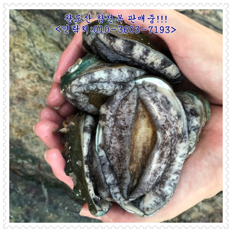 완도산전복산지직송 이미지