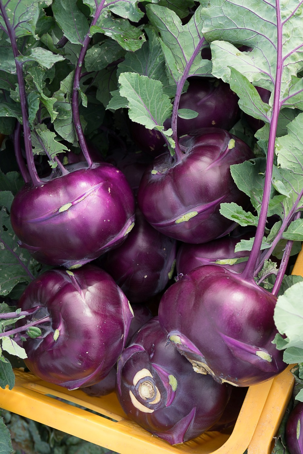 콜라비 효능 (콜라비 먹는법) 30