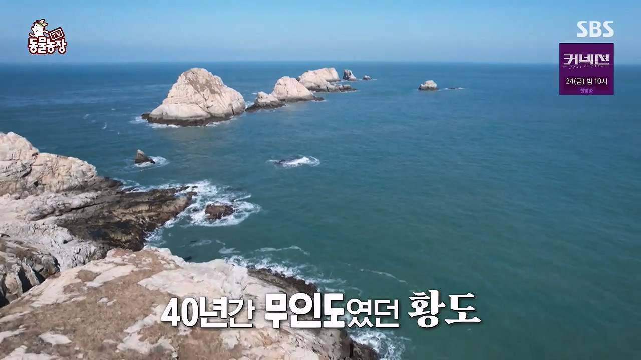 TV 동물농장.E1172.240520p-NEXT.mp4_20240519_162604.045.jpg
