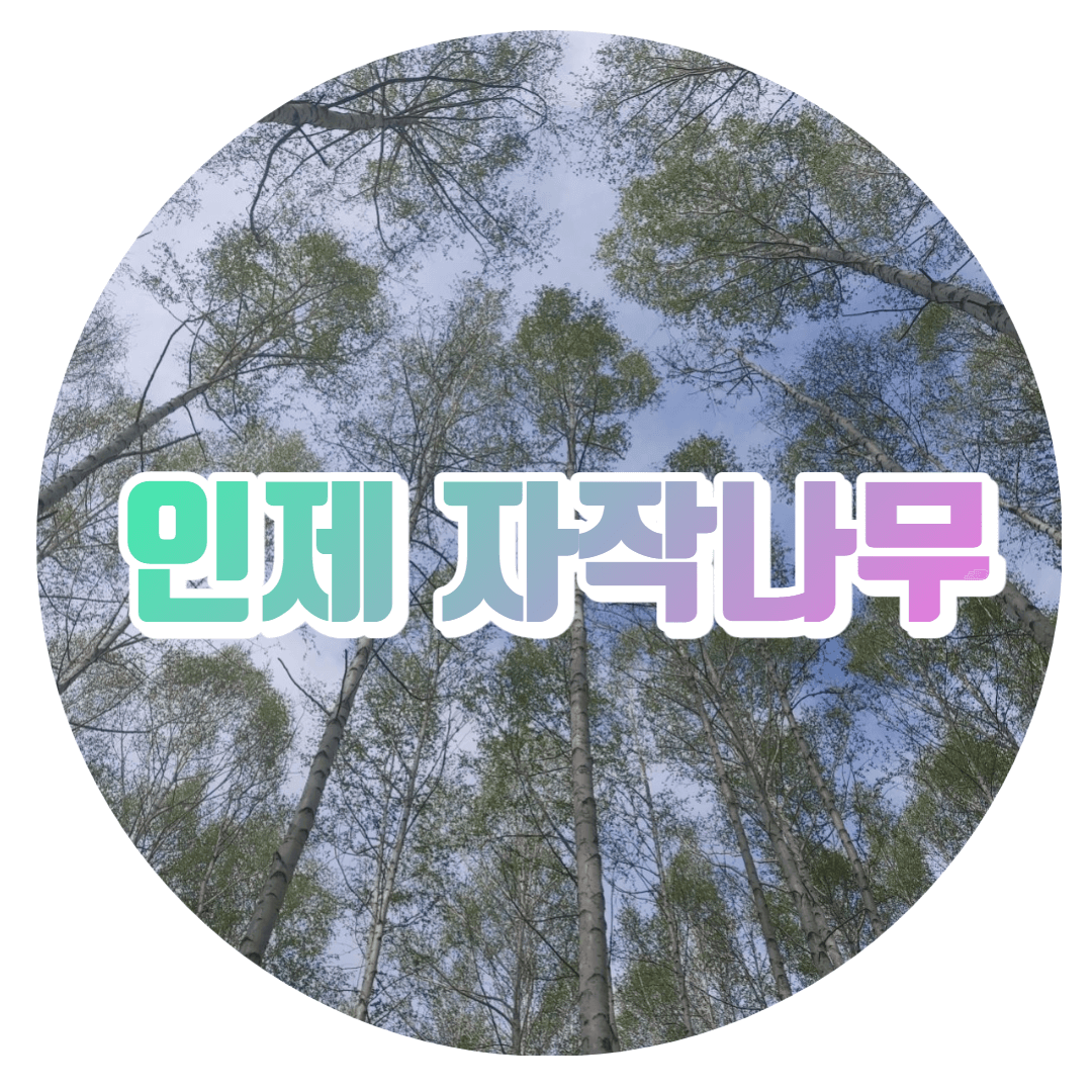  인제 자작나무 숲 , 신비로운 요정의 숲