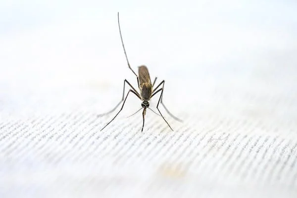 말라리아 증상의 원인인 모기