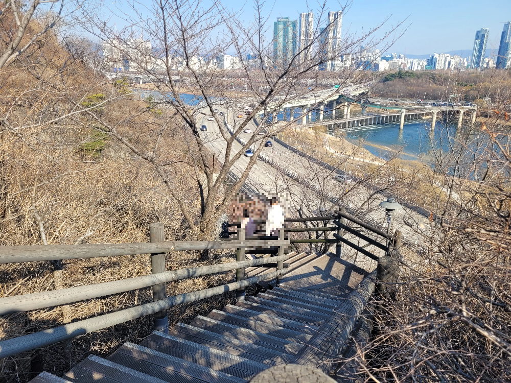 응봉산 개나리축제