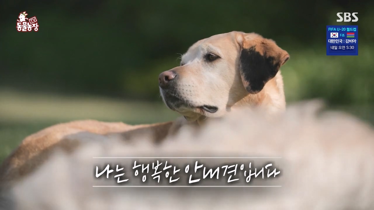 TV 동물농장.E1122.230529p-NEXT.mp4_20230528_162910.942.jpg